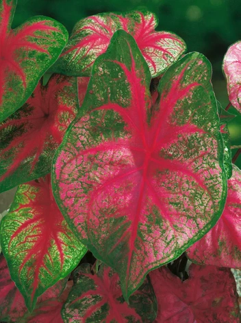 Obraźnica | Kaladium (Caladium) 'Fannie Munson' 