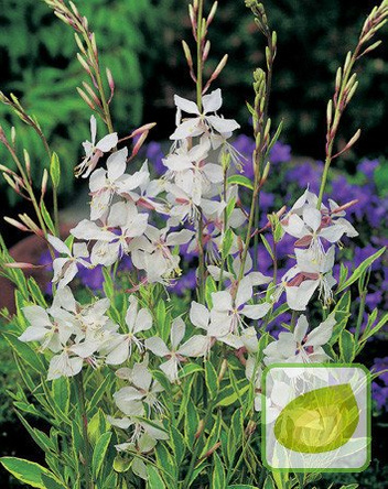 Nasiona Gaura - Gaura Lindheimeri