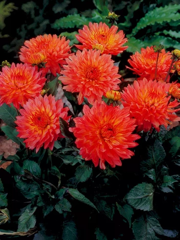 Dalia (Dahlia') Extase