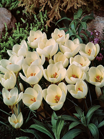 Krokus Botaniczny (Crocus) 'Cream Beauty' 25 szt.