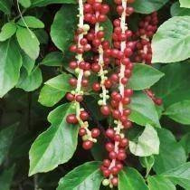 Cytryniec Chiński (Schisandra Chinensis)