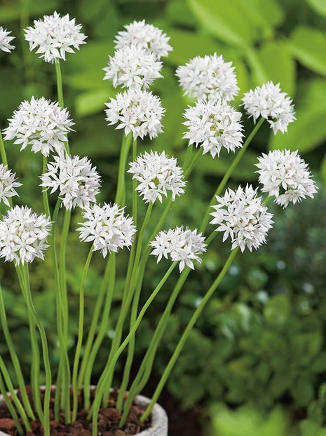 Czosnek Ozdobny (Allium) 'Gracefull Beauty' 5 szt.