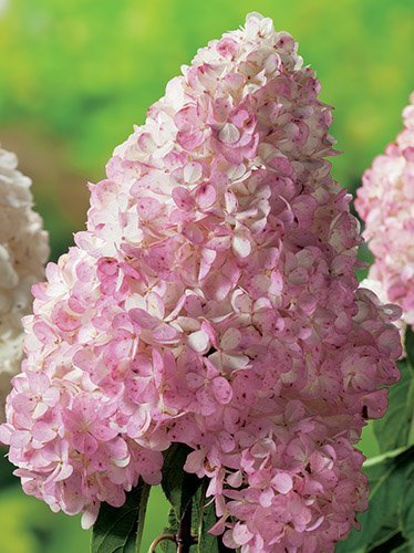 Hortensja Bukietowa (Hydrangea paniculata) 'Vanille-Fraise ©'