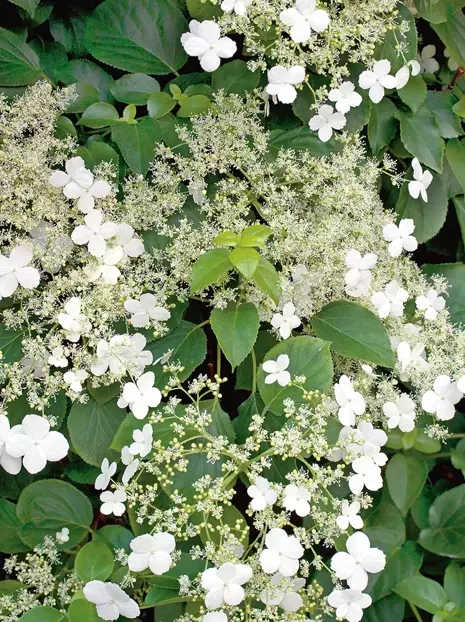 Hortensja (Hydrangea) Pnąca