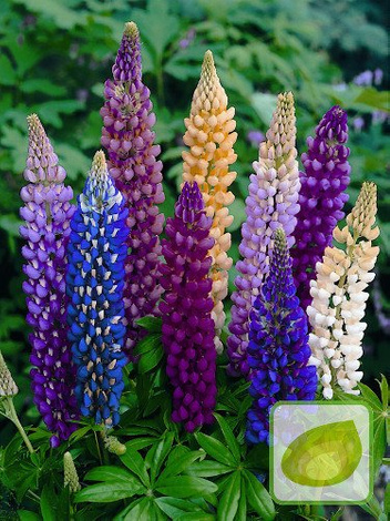 Łubin (Lupinus) Mix