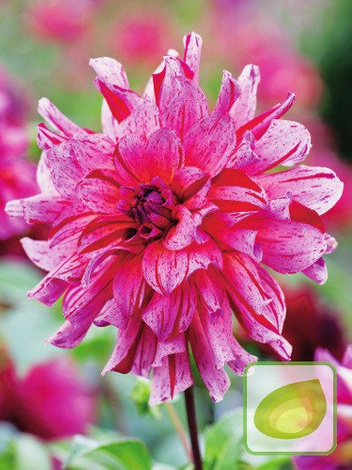 Dalia (Dahlia) Mingus Tony