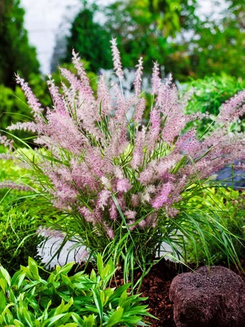 Rozplenica (Pennisetum orientale) 'Karley Rose'