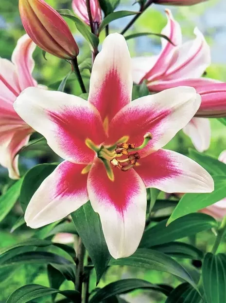 Lilia (Lilium) 'Altari' 1 szt.