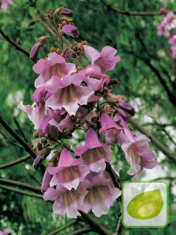 Nasiona Paulownia Omszona - Cesarskie Drzewko szczęścia