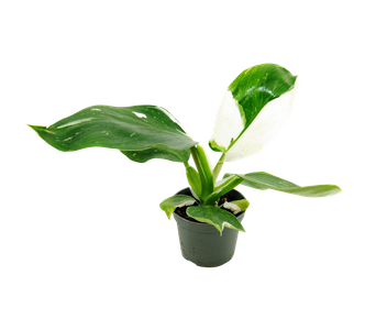   Filodendron White Wizard (Philodendron White Wizard)