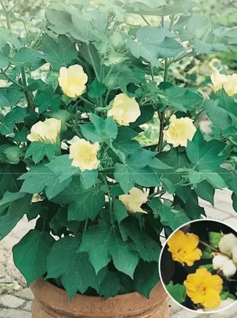 Nasiona Bawełna indyjska (Gossypium herbaceum)