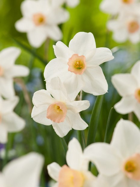 Narcyz Niski (Narcissus) 'Bell Song' 10 szt.