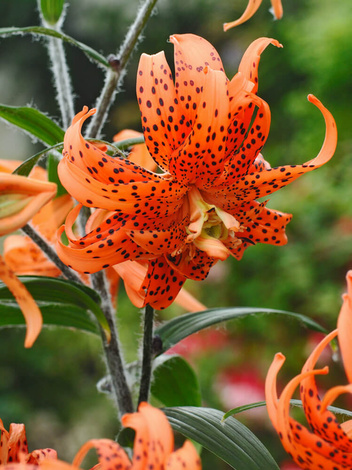 Lilia (Lilium) 'Tigrinum Orange'