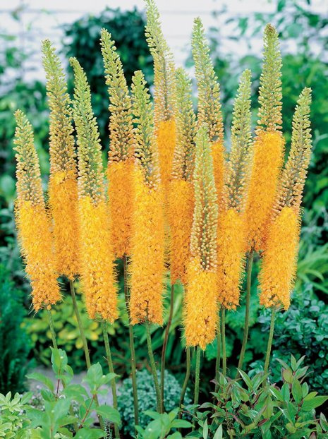 Pustynnik (Eremurus) Pinokio