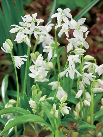 Cebulica (Scilla siberica alba) Biała 10 szt.