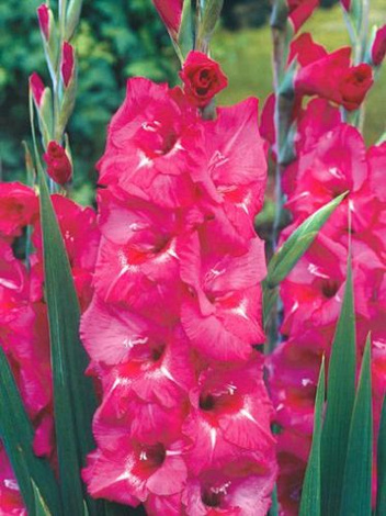 MEGAPAKA Mieczyk (Gladiolus) Pole Position