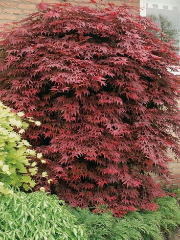 Klon palmowy  (Acer palmatum Thunb.)