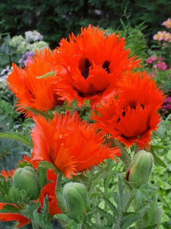 Mak (Papaver orientale) 'Turkenlouis'