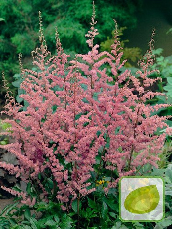 Tawułka Tania (Astilbe) Amethyst 1 szt.