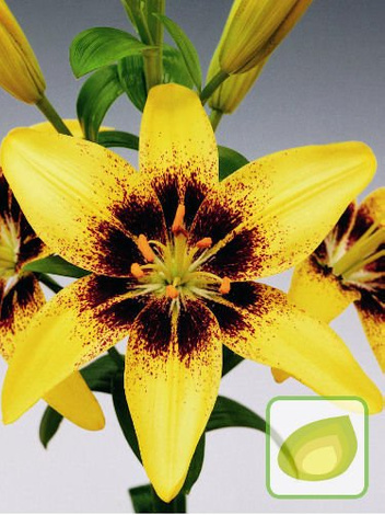 Lilia (Lilium) Pixels Yellow