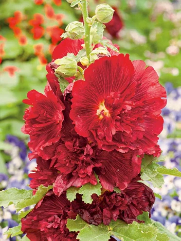 Malwa (Alcea Rosea) 'Spring Celebrities Crimson' 1 szt.