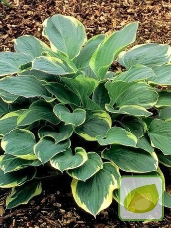 Funkia (Hosta) Crusader