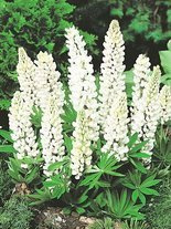 Łubin (Lupinus) Biały