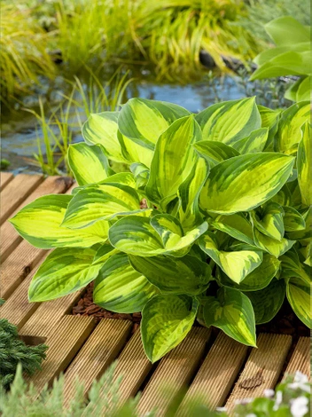 Funkia (Hosta) 'Georgia Sweetheart' 1 szt.