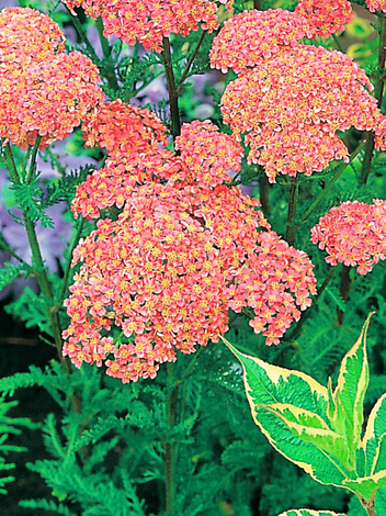 Krwawnik (Achillea) 'Altrosa' 1 szt.