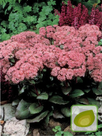 Rozchodnik (Sedum) Matrona