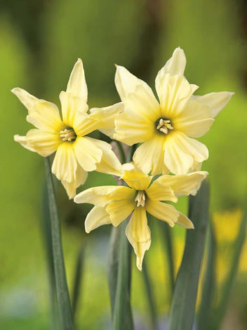 Narcyz Split Corona (Narcissus) 'Exotic Mystery' 5 szt.