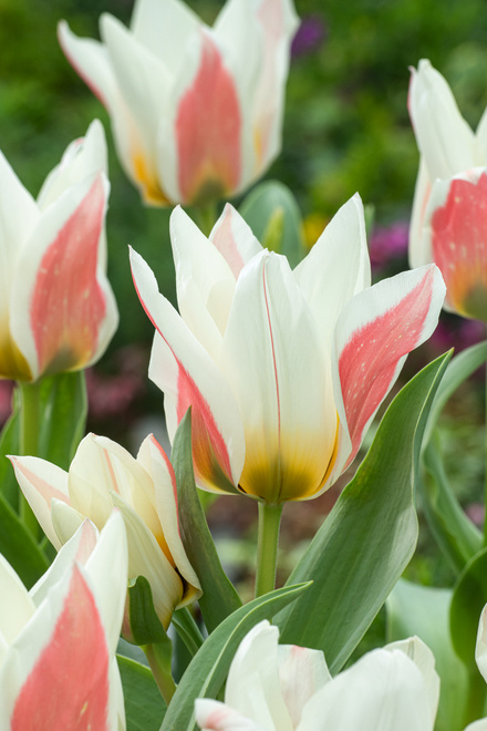 Tulipan ( Tulipa ) Serano 5 szt.