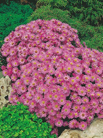 Aster krzaczasty (Aster dumosus) 'Herbstgruss Von Bresserhof' 1 szt.