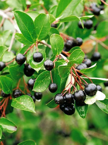 Aronia - Krzew Owocowy