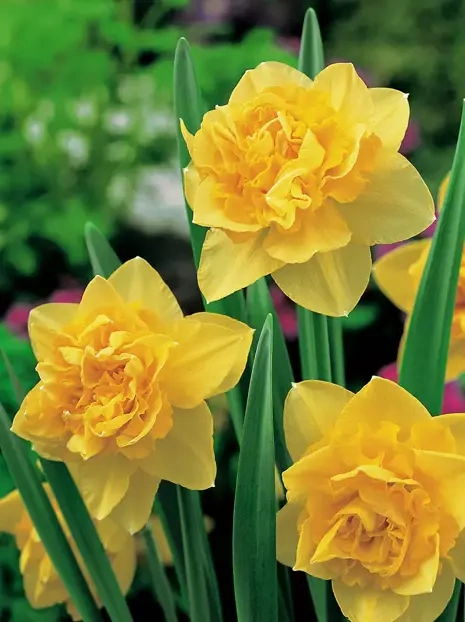 Narcyz (Narcissus) 'Dick Wilden' 5 szt.