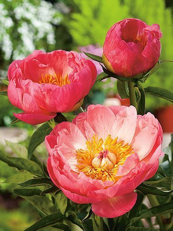 Piwonia mieszańcowa (Paeonia hybrida) 'Coral Sunset'