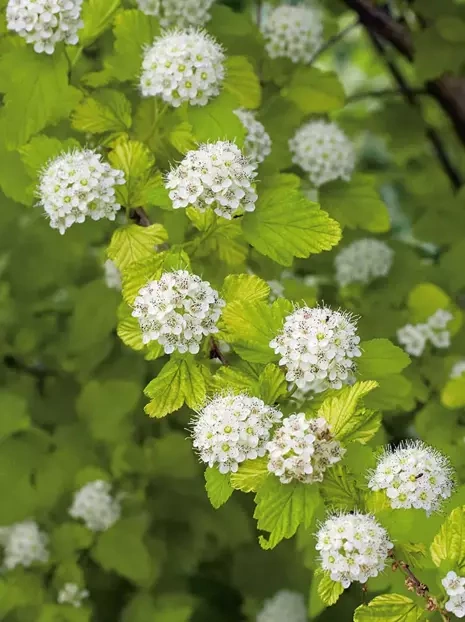 Pęcherznica kalinolistna (Physocarpus opulifolius) 'Dart's Gold'