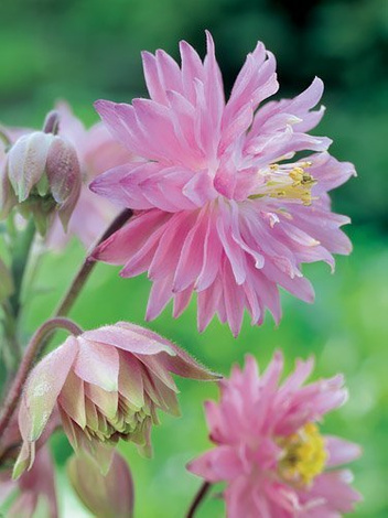 Orlik (Aquilegia) 'Barlow Pink' 1 szt.