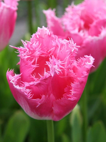 Tulipan Strzępiasty (Tulipa) 'Fancy Frills' 5 szt.