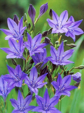 Hiacynt kalifornijski (Brodiaea) 'Queen Fabiola' 20 szt.