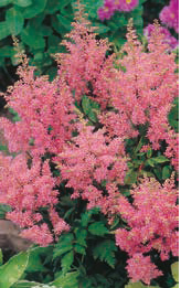 Tawułka (Astilbe) ’America’ 1 szt.