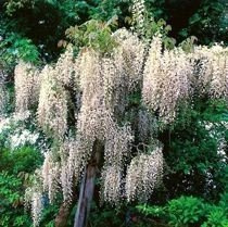 Glicynia (Wisteria) Chińska Biała