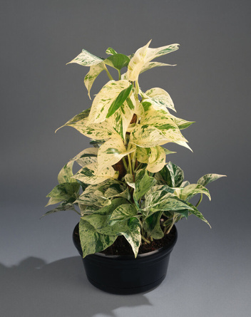 Epipremnum Marble (Epipremnum Pinnatum Marble Variegted)