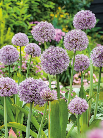 Czosnek Ozdobny (Allium) 'Globus' 1 szt.