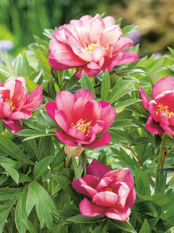 Piwonia ITOH (Paeonia ITOH hybrid) 'Julia Rose'