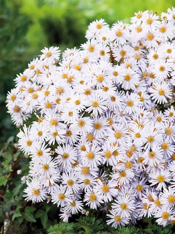 Aster krzaczasty (Aster dumosus) 'Apollo' 1 szt.