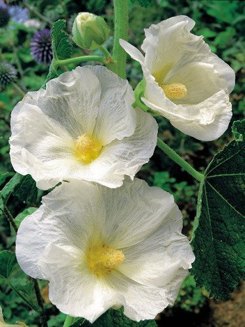 Malwa (Alcea) Biała 1 szt.