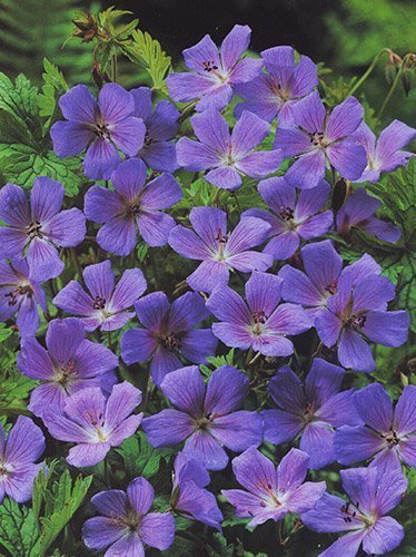 Bodziszek himalajski (Geranium himalayense) 'Gravetye'