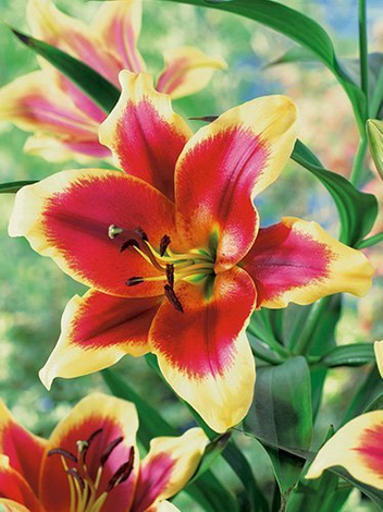 Lilia (Lilium) 'Red Dutch'