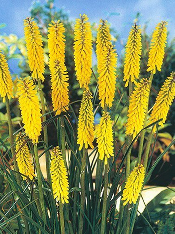 Trytoma (Kniphofia) 'Minister Verschuur'